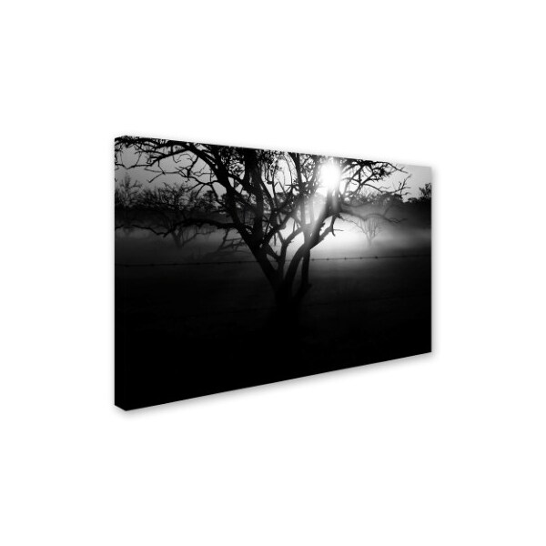 Patty Tuggle 'Black And White Morning Groves' Canvas Art,22x32